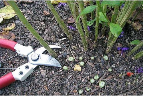 Флоксы осенью. Как правильно обрезать флоксы после цветения – практическое руководство для новичков