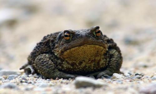 Земляная жаба | Дачная жизнь