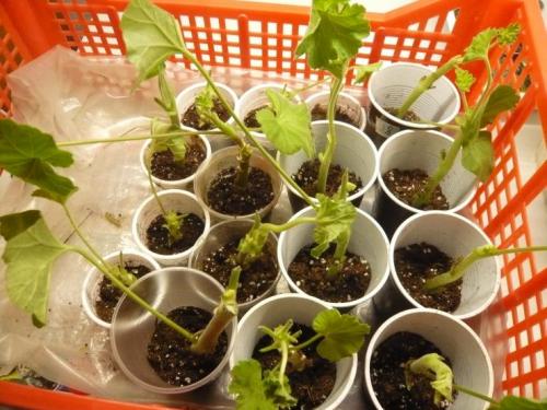 Как осенью укоренить герань черенками в домашних условиях. Советы бывалых цветоводов 08