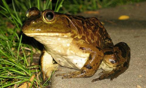Откуда берутся лягушки в огороде. Лягушки в огороде – вред или польза?