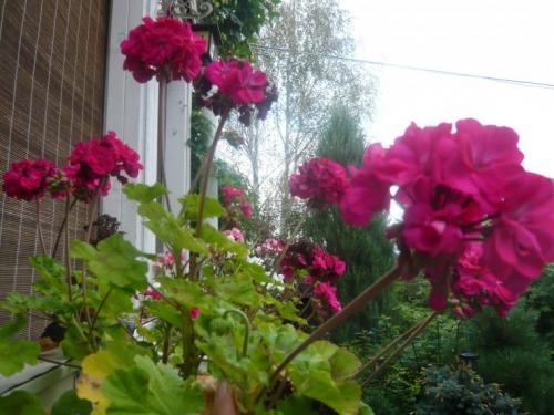 Как осенью укоренить герань черенками в домашних условиях. Советы бывалых цветоводов 09