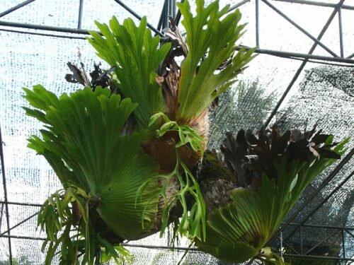 Оленьи рожки цветок. Платицериум: биологическое описание