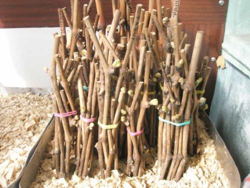 Чубуки винограда, как хранить. Как грамотно заготовить черенки