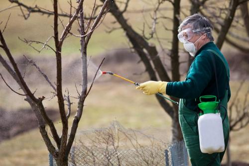 Обработка сада мочевиной. Осенняя обработка сада мочевиной