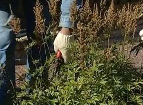 Астильба осенью, что делать. Подготовка астильбы к зиме 03