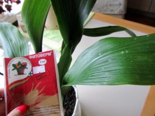 Фитоверм, как развести для комнатных растений. Описание препарата Фитоверм 08 Фитоверм, как развести для комнатных растений. Описание препарата Фитоверм 08