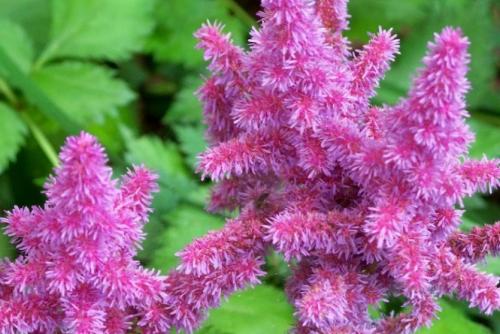 Обрезка астильбы. Осенняя история неподражаемой астильбы