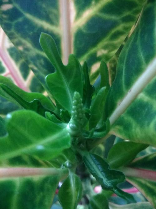 Зацвел Кротон приметы. Кротон зацветает, спасите! Уже можно паниковать?