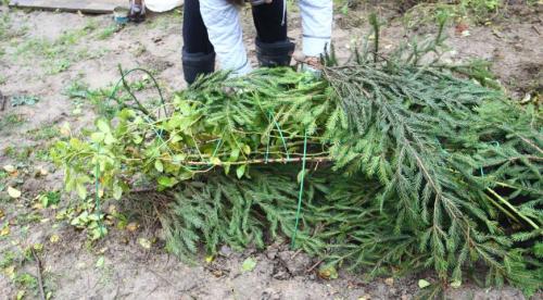 Когда укрывать розы на зиму в средней полосе. Когда укрывают розы 05