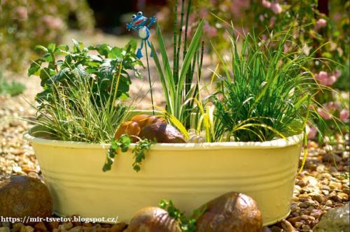 Норы лягушек. Лягушки и жабы в саду и огороде - это клад