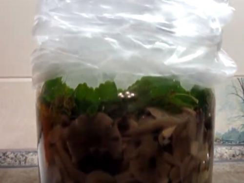 Как солить опята холодным способом