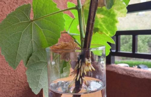 Как сохранить черенки винограда до весны в погребе. Где хранить черенки винограда до весны