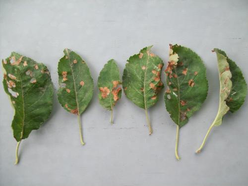 Болезни яблони. Яблони болезни и борьба с ними