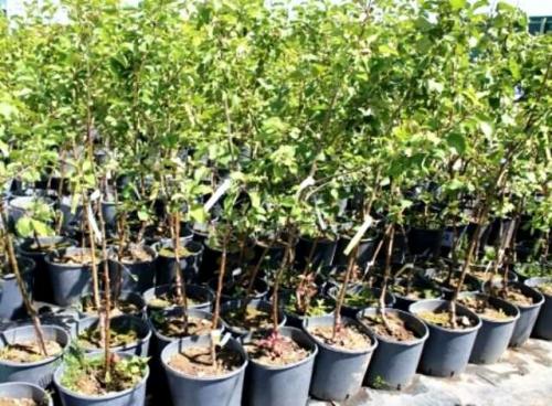 Посадка молодых деревьев осенью. Посадка саженца осенью. Чтобы осенний саженец 100% прижился нужно соблюсти одно правило