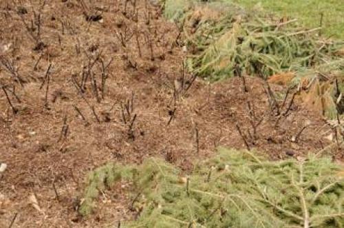 Когда укрывать розы на зиму в средней полосе. Когда укрывают розы 03