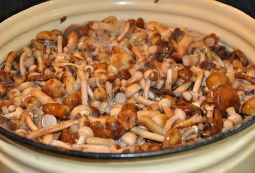Сколько варить опята осенние. Как варить опята 05 Сколько варить опята осенние. Как варить опята 05