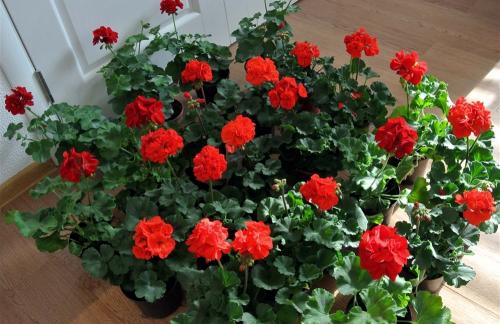 Укоренение черенков пеларгонии в воде. Способы размножения