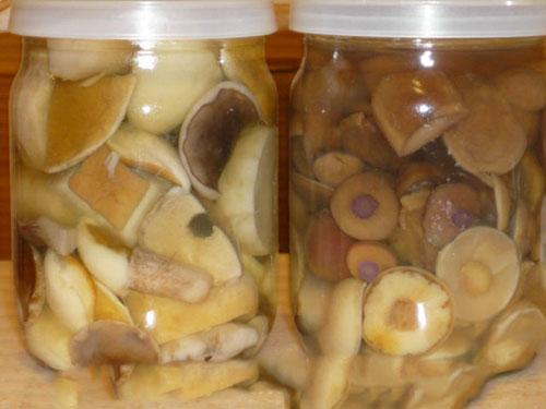 Как засолить грибы в банке. Как солить грибы подберезовики на зиму в банках – простой рецепт заготовки с фото