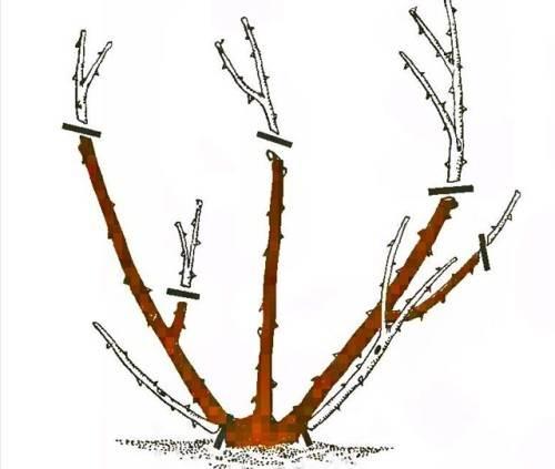 Как укрыть черенки роз на зиму. Подготовка саженцев роз к зиме