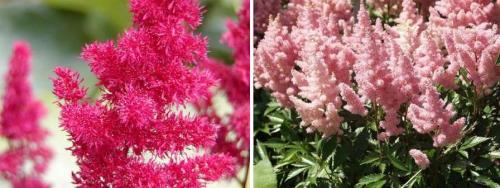 Астильба осенью, что делать. Подготовка астильбы к зиме 08