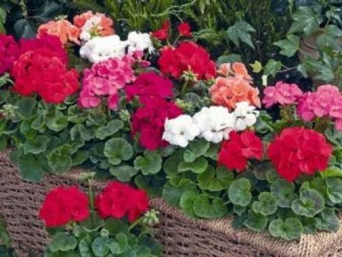 Родина комнатного растения фиалки. Родина фиалки комнатной 06