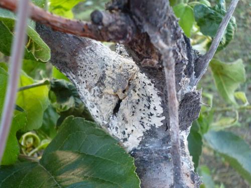 Болезни яблони. Яблони болезни и борьба с ними