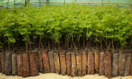 Хранение черенков винограда в пластиковых бутылках. Как и когда заготавливать черенки