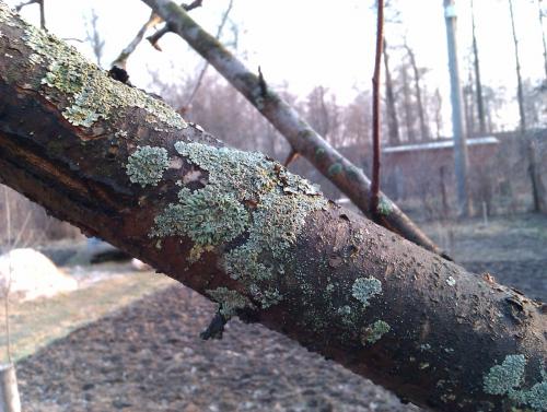 Болезни яблони. Яблони болезни и борьба с ними