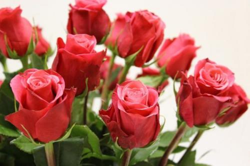 При какой температуре надо укрывать розы на зиму. При какой температуре укрывать розы на зиму: советы и рекомендации 13