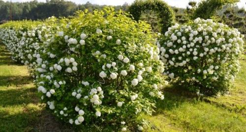 Что посадить в тени плодовых деревьев. Теневыносливые и тенелюбивые деревья