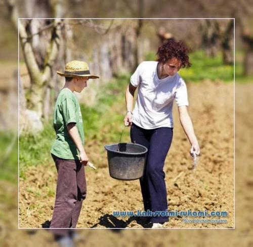 Сидераты, таблица. Посев сидератов –, какие лучше и когда посадить