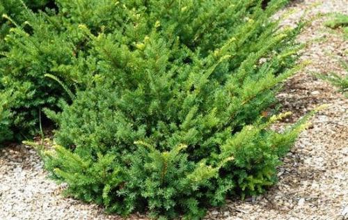 Что посадить в тени плодовых деревьев. Теневыносливые и тенелюбивые деревья