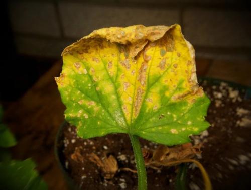 Как бороться с желтыми пятнами на листьях огурцов. Желтые пятна на листьях огурцов 01