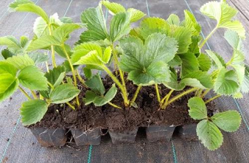 Как подготовить почву осенью под клубнику. Сроки осенней посадки