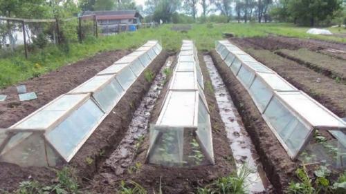 Расстояние между огурцами. Основные способы выращивания