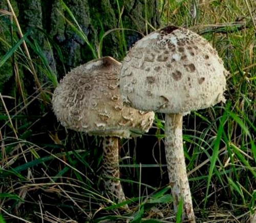 Гриб зонтик. Грибы, которые вы зря не собираете. Зонтик пестрый.