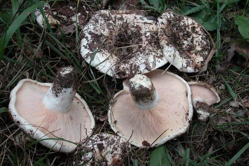 Можно ли есть грузди сырыми. Виды груздей