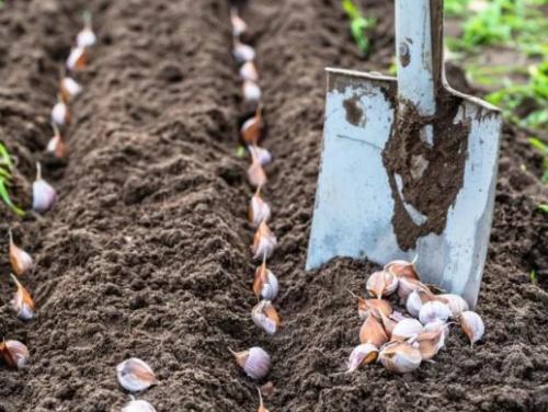Когда сажать чеснок весной 2019. Когда сажать чеснок весной в открытый грунт в 2019 году