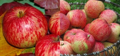 Лучшие осенние яблони. Самые лучшие осенние сорта яблонь — фото с описанием