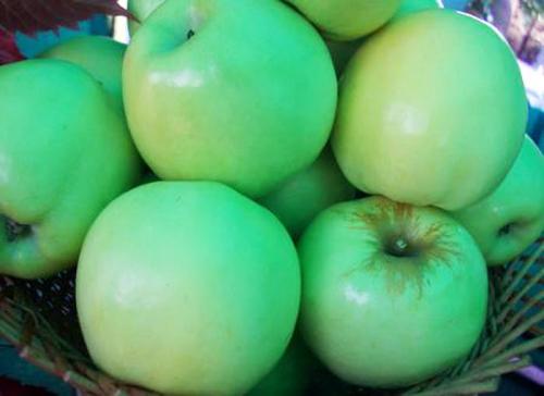 Осенние сорта яблок для средней полосы. Осенние сорта яблонь 27 Осенние сорта яблок для средней полосы. Осенние сорта яблонь 27