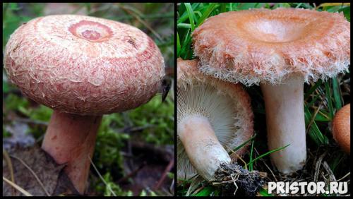 Гриб рыжик и гриб волнушка. Ложные рыжики (двойники) 05