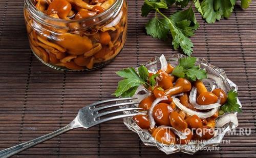 Сколько варить опята для засолки. Пошаговые рецепты засолки опят
