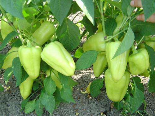 Самые урожайные сорта перца для открытого грунта. Урожайные сорта семян перца для обычных теплиц и теплиц из поликарбоната