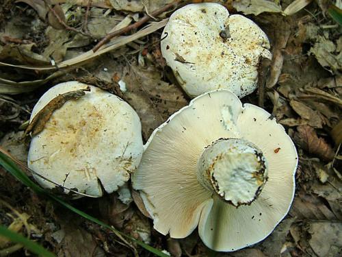 Можно ли есть грузди сырыми. Виды груздей