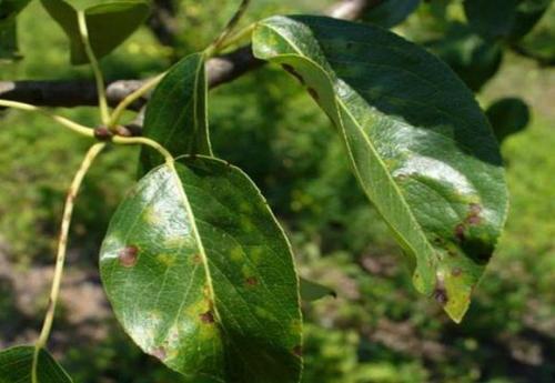 Яблоневая парша. Что такое парша