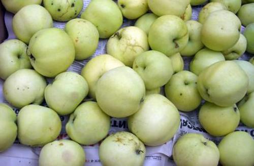 Осенние сорта яблок для средней полосы. Осенние сорта яблонь 19 Осенние сорта яблок для средней полосы. Осенние сорта яблонь 19