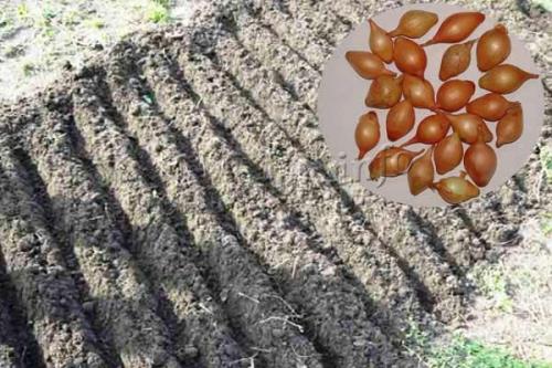 Сроки посадки лука под зиму. Особенности посадки лука под зиму в Подмосковье