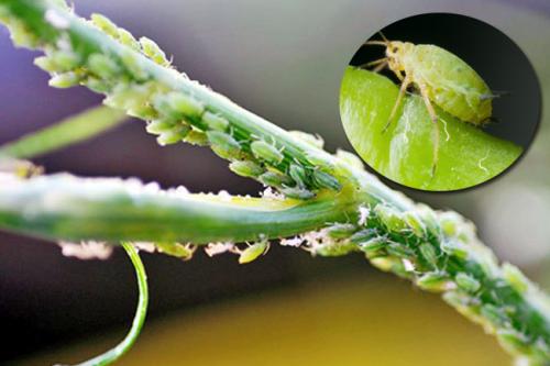 Можно ли поливать фитовермом. Описание препарата Фитоверм