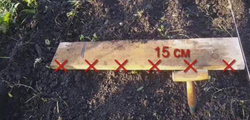 Сроки посадки чеснока осенью в Подмосковье в 2019 году. Этапы работы посадки чеснока