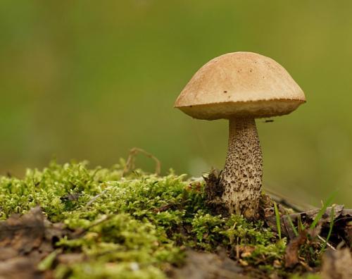 Отварные Подберезовики. Как варить Подберезовики